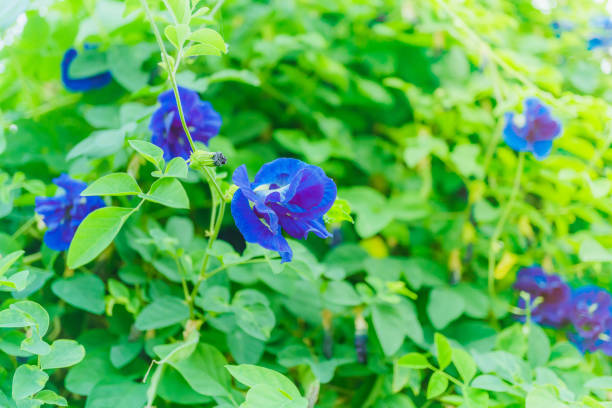голубые цветы гороха на фоне природы, горох бабочки цветут на зеленом фоне, цветы. цветок гороха бабочки. - pea flower стоковые фото и изображения