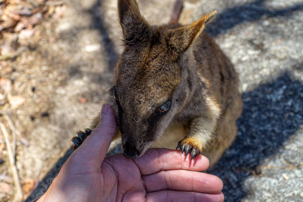istock a cute looking wallaby trustfully eats food from one hand 1187971734