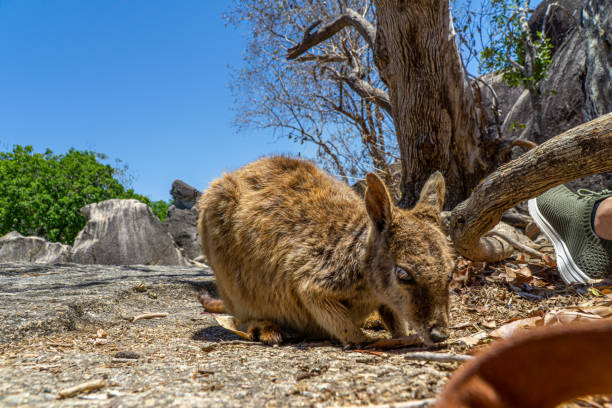 istock a cute looking wallaby trustfully eats food from one hand 1187971746