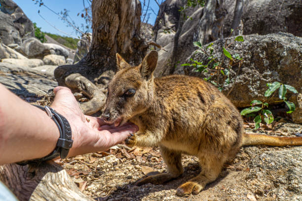istock a cute looking wallaby trustfully eats food from one hand 1187971752