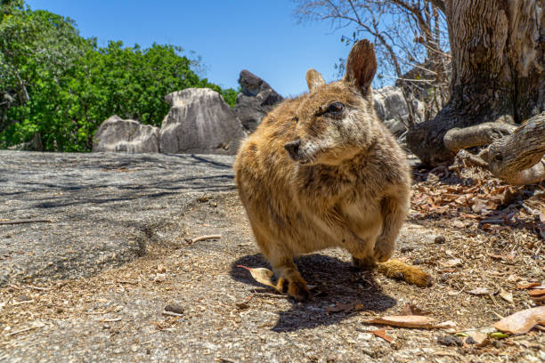 istock a cute looking wallaby trustfully eats food from one hand 1187971755