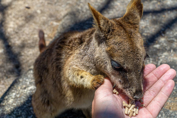 istock a cute looking wallaby trustfully eats food from one hand 1187971763