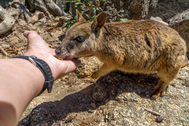 istock a cute looking wallaby trustfully eats food from one hand 1187971767