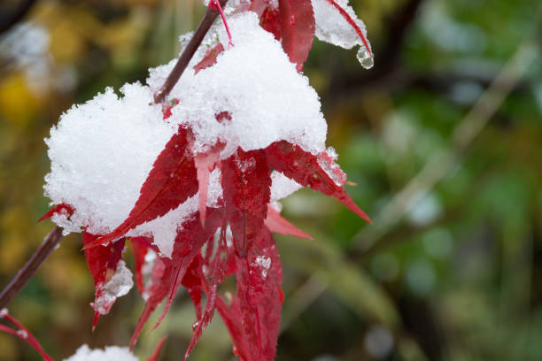 istock Red maple leaves with snow 1187971869