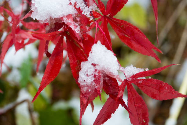 istock Red maple leaves with snow 1187971881