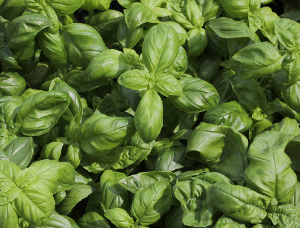 istock fresh basil leaves usable for fragrant Mediterranean recipes 1187972749