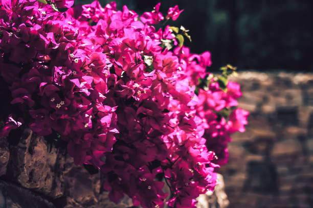 istock Colors of the nature 1187974036