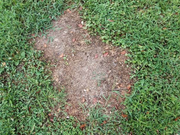 istock green grass or lawn with dead or diseased brown patch 1187974250