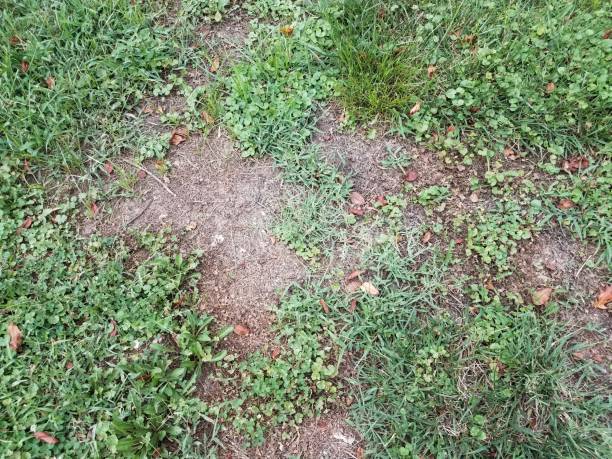 istock green grass or lawn with dead or diseased brown patch 1187974265