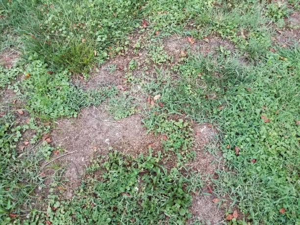 istock green grass or lawn with dead or diseased brown patch 1187974296
