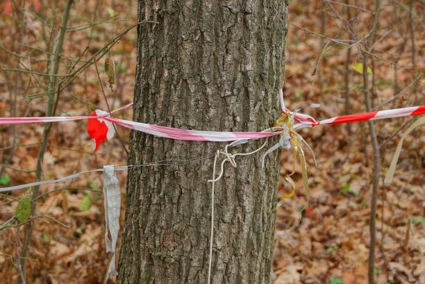 istock gray tree trunk with spotty plastic tape barrier 1187974507