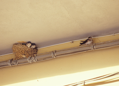 Summer. Three swallows are nesting under a roof, by the gutter. Tuscany, Italy. Scan of Fujichrome Velvia 100 colour slide film