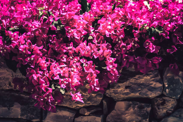 istock Colors of the nature 1187976448