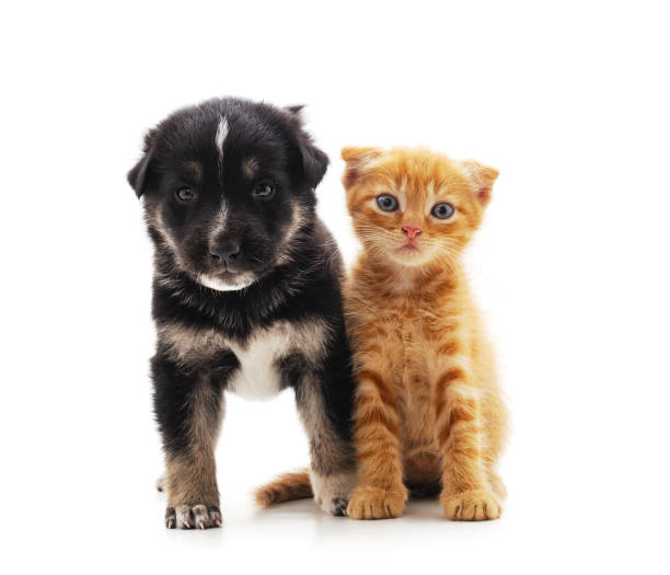istock Small cat and puppy. 1187976655