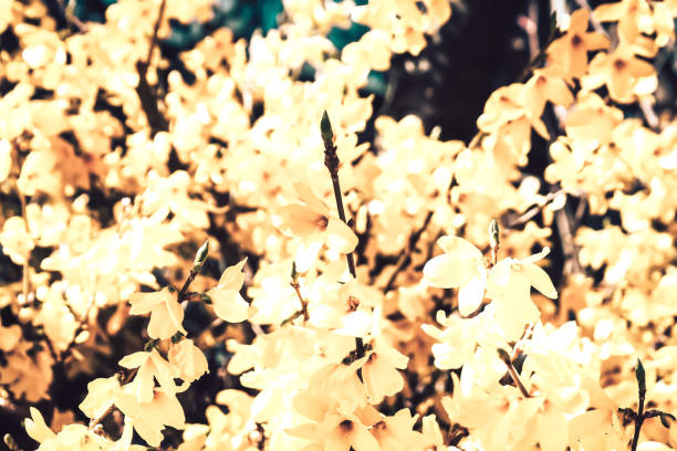 istock Colors of the nature 1187976977