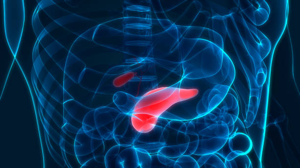 istock Human Internal Digestive Organ Pancreas with Gall Bladder Anatomy 1187977009
