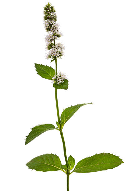 istock Flowering sprig of mint,  isolated on white background 1187977936
