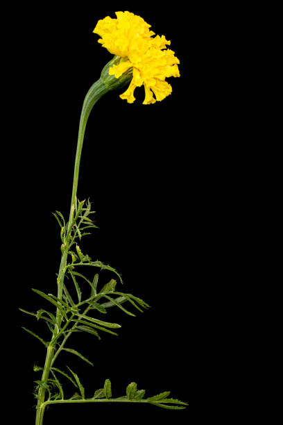 istock Marigold flowers (lat. Tagetes), isolated on black background 1187978423