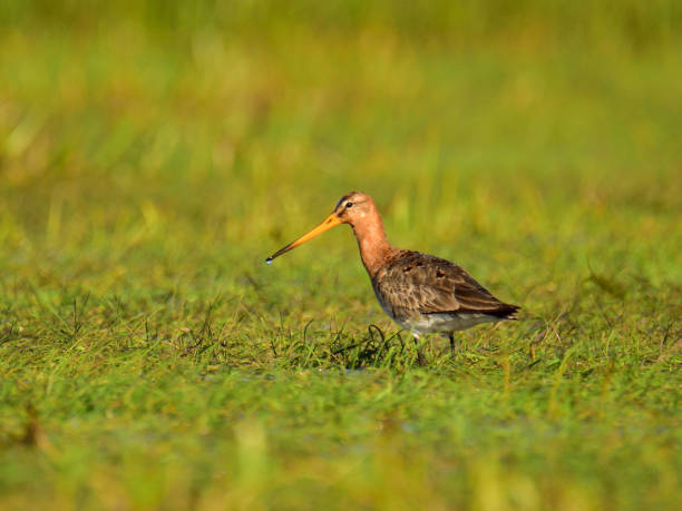 istock Rare the black-tailed godwit (Limosa limosa) hunting in grass on meadow, springtime 1187978504