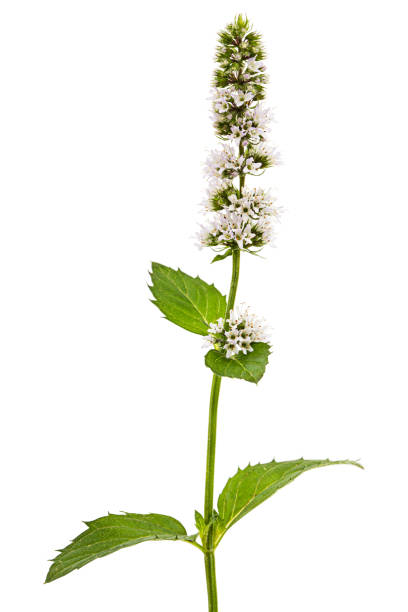 istock Flowering sprig of mint,  isolated on white background 1187979468