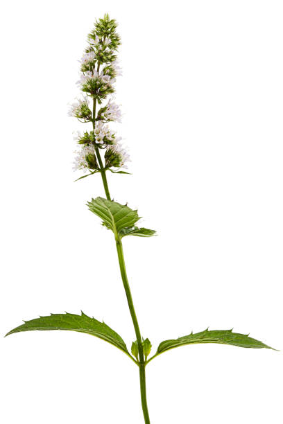 istock Flowering sprig of mint,  isolated on white background 1187979619