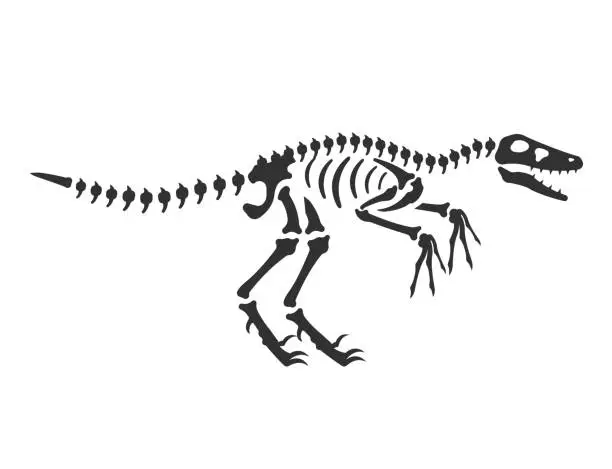 Vector illustration of Velociraptor, dinosaur skeleton. reptile bones