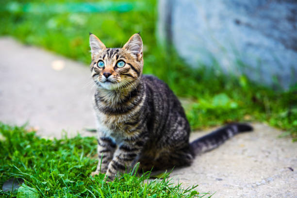 istock cat with amazing eyes 1187982303
