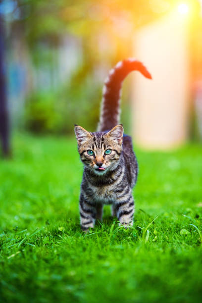 istock adorable tabby kitten outdoors 1187982331