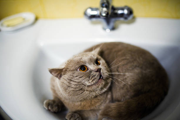 istock funny cat in the bathroom sink 1187982365