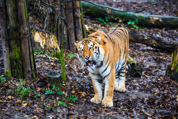 istock Beautiful amur tiger portrait 1187982389
