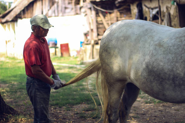 istock Man's love for horses 1187984201