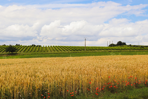 Fields of Pérignac
