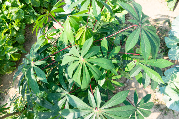 istock cassava growing in the field 1187985366