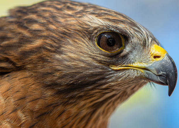 istock Bird of Prey Close-up: Hawk in Florida #2 1187986302