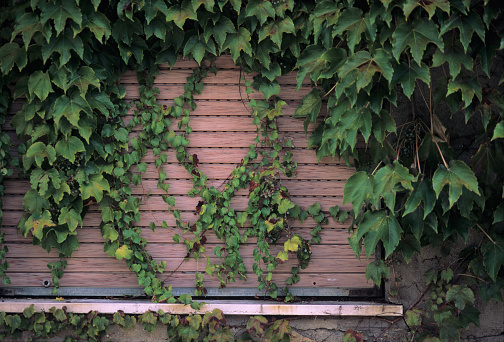 Ivy-covered window, closed with a rolling shutter