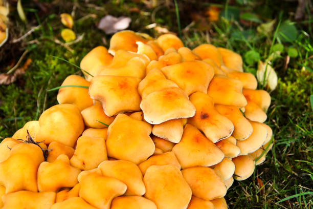 Poisonous fungal braid