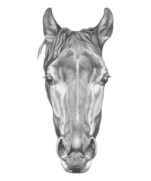 Vector illustration of Portrait of Horse. Hand-drawn illustration. Vector isolated elements.