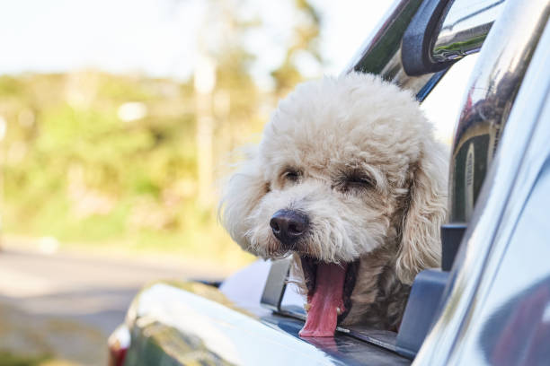 istock Poodle dog with open mouth 1187989740