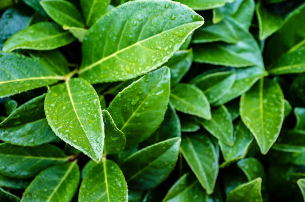 istock Bright, green leaves of dense shrub in raindrops. 1187990631