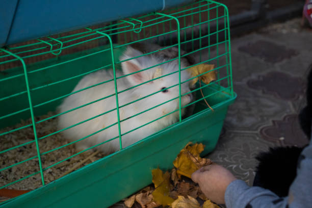 Baby feeds a rabbit in a cage.Baby feeds a rabbit in a cage