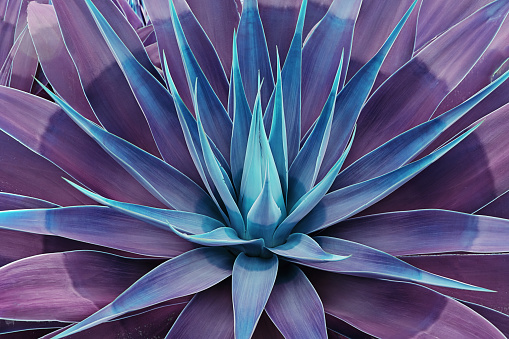 Beautifully bloomed agave leaves like lotus flower. Toned floral pattern agave plant succulent concept