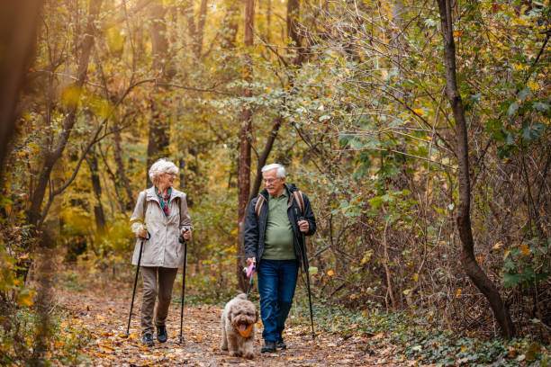 Senior Couple Searching For Truffles Senior couple walking through the wood and searching for truffles with their dog Lagotto Romagnolo. dog disruptagingcollection stock pictures, royalty-free photos & images