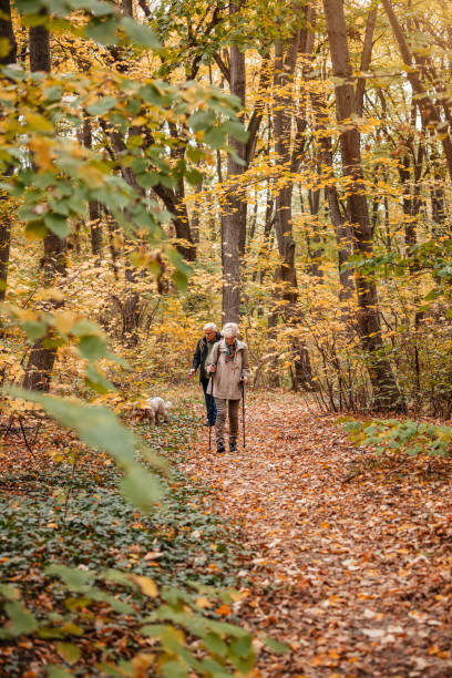 istock Senior Couple Searching For Truffles 1187991048