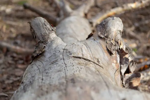 Photo of Dry trunk of felled tree with branches