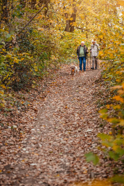 istock Senior Couple Searching For Truffles 1187991272
