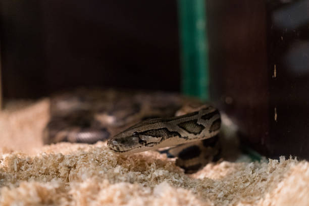 istock The snake creeps and looks at us 1187991868