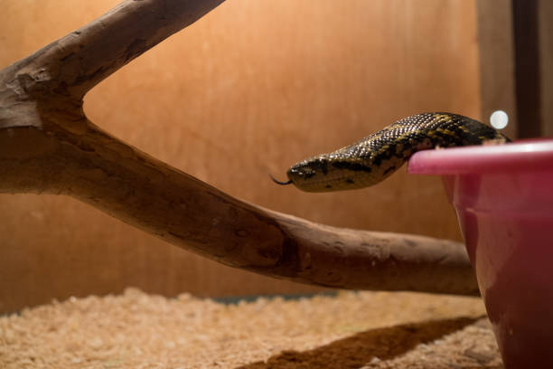 The yellow-black snake creeps to a tree.The yellow-black snake creeps to a tree