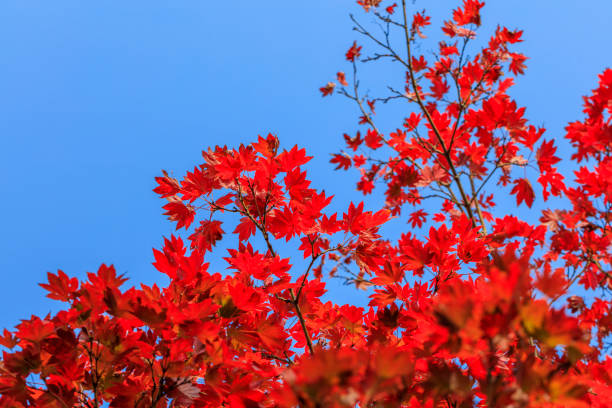 istock Maple with autumn leaves - Autumn in japan 1187991889