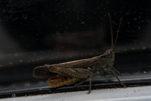 istock Grasshopper sitting on a window. Macro photo. 1187991890