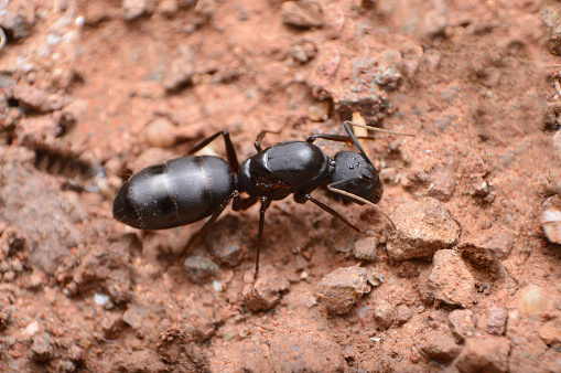 Queen Carpenter ant, Camponotus sp, Satara, Maharashtra, India